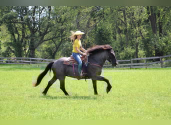 Quarter horse américain, Hongre, 8 Ans, Rouan Bleu