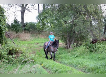 Quarter horse américain, Hongre, 8 Ans, Rouan Bleu