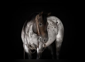 Quarter horse américain, Hongre, 8 Ans, Rouan Bleu