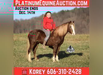 Quarter horse américain, Hongre, 9 Ans, 122 cm, Rouan Rouge