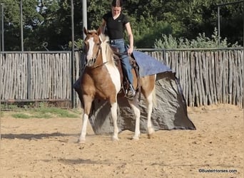 Quarter horse américain, Hongre, 9 Ans, 127 cm, Tobiano-toutes couleurs