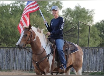 Quarter horse américain, Hongre, 9 Ans, 127 cm, Tobiano-toutes couleurs