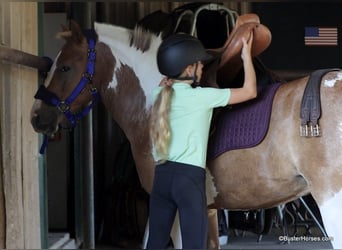 Quarter horse américain, Hongre, 9 Ans, 127 cm, Tobiano-toutes couleurs