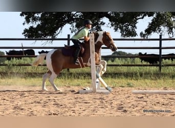 Quarter horse américain, Hongre, 9 Ans, 127 cm, Tobiano-toutes couleurs