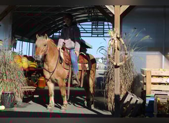 Quarter horse américain Croisé, Hongre, 9 Ans, 132 cm, Buckskin