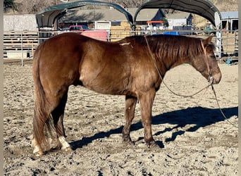 Quarter horse américain, Hongre, 9 Ans, 137 cm, Bai