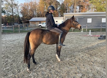 Quarter horse américain Croisé, Hongre, 9 Ans, 137 cm, Buckskin