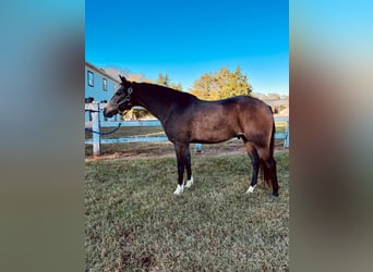 Quarter horse américain Croisé, Hongre, 9 Ans, 137 cm, Buckskin