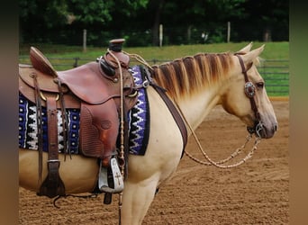 Quarter horse américain, Hongre, 9 Ans, 140 cm, Champagne