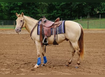 Quarter horse américain, Hongre, 9 Ans, 140 cm, Champagne