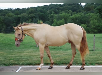 Quarter horse américain, Hongre, 9 Ans, 140 cm, Champagne