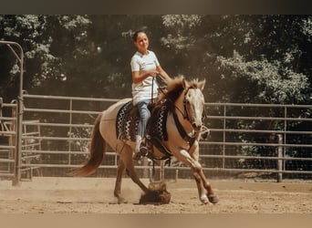 Quarter horse américain, Hongre, 9 Ans, 140 cm, Champagne