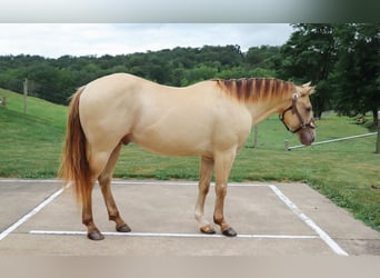 Quarter horse américain, Hongre, 9 Ans, 140 cm, Champagne
