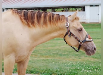 Quarter horse américain, Hongre, 9 Ans, 140 cm, Champagne