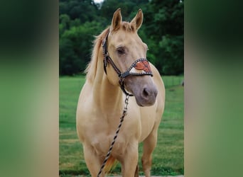 Quarter horse américain, Hongre, 9 Ans, 140 cm, Champagne