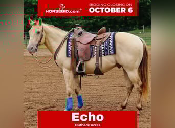 Quarter horse américain, Hongre, 9 Ans, 140 cm, Champagne
