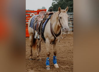 Quarter horse américain, Hongre, 9 Ans, 140 cm, Champagne