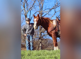 Quarter horse américain, Hongre, 9 Ans, 142 cm, Alezan cuivré