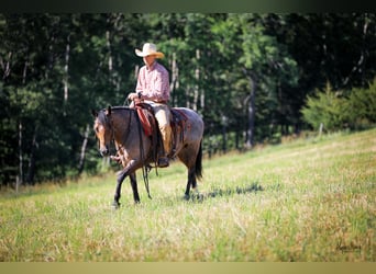 Quarter horse américain, Hongre, 9 Ans, 142 cm, Buckskin