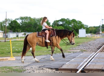 Quarter horse américain Croisé, Hongre, 9 Ans, 142 cm, Buckskin