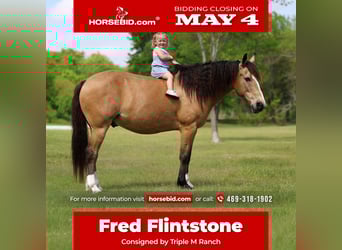 Quarter horse américain Croisé, Hongre, 9 Ans, 142 cm, Buckskin