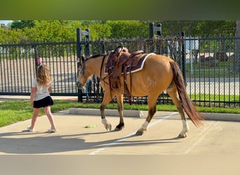 Quarter horse américain Croisé, Hongre, 9 Ans, 142 cm, Buckskin