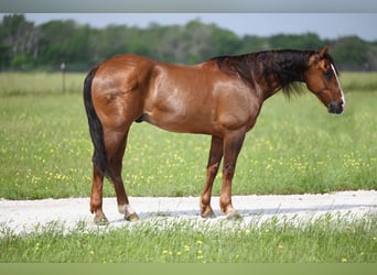 Quarter horse américain, Hongre, 9 Ans, 145 cm, Bai cerise