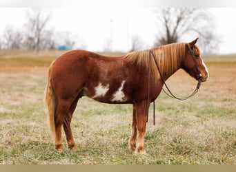 Quarter horse américain, Hongre, 9 Ans, 145 cm, Overo-toutes couleurs