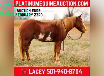 Quarter horse américain, Hongre, 9 Ans, 145 cm, Overo-toutes couleurs