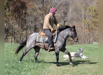 Quarter horse américain, Hongre, 9 Ans, 145 cm, Rouan Bleu