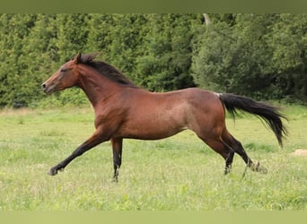 Quarter horse américain, Hongre, 9 Ans, 146 cm, Bai