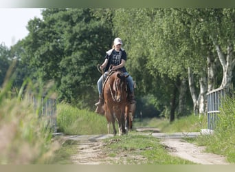 Quarter horse américain, Hongre, 9 Ans, 146 cm, Bai