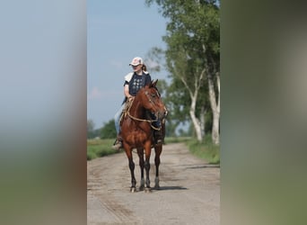 Quarter horse américain, Hongre, 9 Ans, 146 cm, Bai