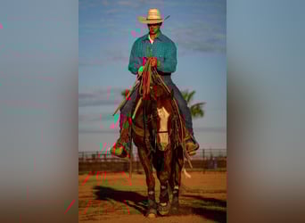 Quarter horse américain, Hongre, 9 Ans, 147 cm, Alezan cuivré