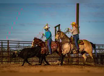 Quarter horse américain, Hongre, 9 Ans, 147 cm, Alezan cuivré
