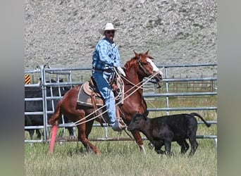 Quarter horse américain, Hongre, 9 Ans, 147 cm, Alezan cuivré