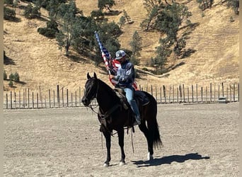 Quarter horse américain, Hongre, 9 Ans, 147 cm, Bai cerise