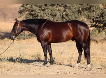 Quarter horse américain, Hongre, 9 Ans, 147 cm, Bai cerise