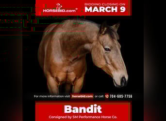 Quarter horse américain, Hongre, 9 Ans, 147 cm, Buckskin