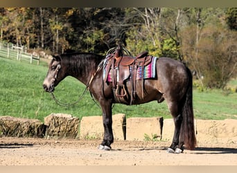 Quarter horse américain Croisé, Hongre, 9 Ans, 147 cm, Buckskin