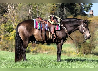 Quarter horse américain Croisé, Hongre, 9 Ans, 147 cm, Buckskin