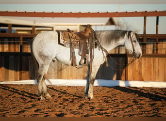 Quarter horse américain, Hongre, 9 Ans, 147 cm, Gris