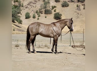 Quarter horse américain, Hongre, 9 Ans, 147 cm, Grullo