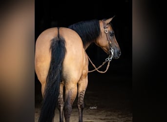Quarter horse américain, Hongre, 9 Ans, 147 cm, Isabelle