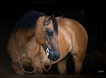 Quarter horse américain, Hongre, 9 Ans, 147 cm, Isabelle