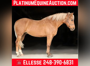 Quarter horse américain, Hongre, 9 Ans, 147 cm, Palomino