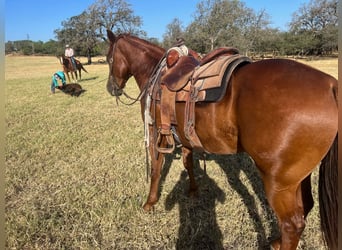 Quarter horse américain, Hongre, 9 Ans, 150 cm, Alezan cuivré