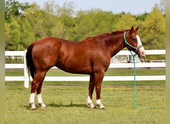 Quarter horse américain, Hongre, 9 Ans, 150 cm, Alezan cuivré