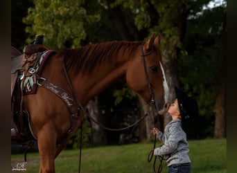 Quarter horse américain, Hongre, 9 Ans, 150 cm, Alezan dun