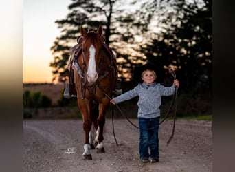 Quarter horse américain, Hongre, 9 Ans, 150 cm, Alezan dun